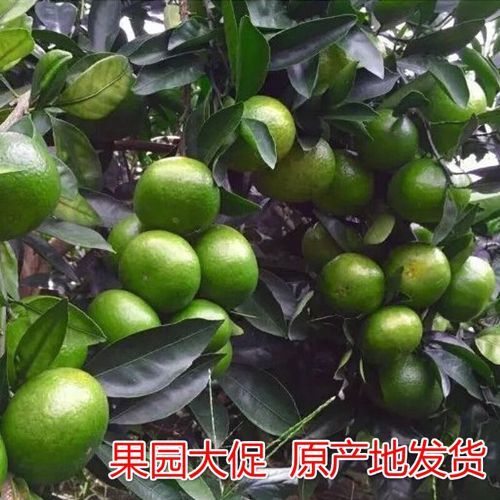 寻乌县青皮蜜桔 青皮橘子农家新鲜桔子现摘青皮黄蜜橘酸橘子孕妇时令蜜