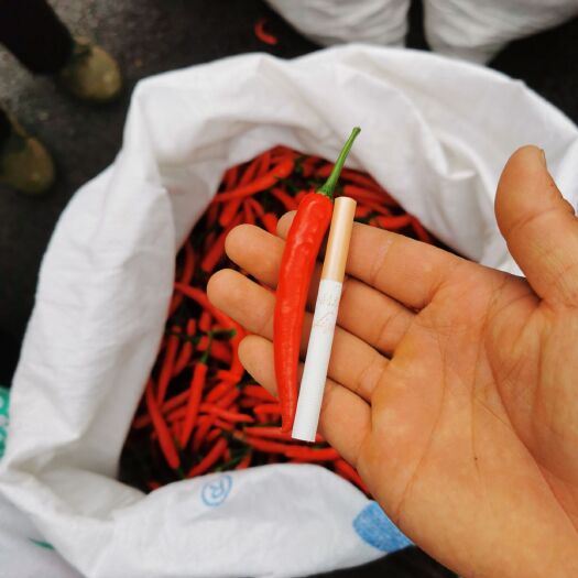 紫云县艳椒408 诚信第一，卖货第二。