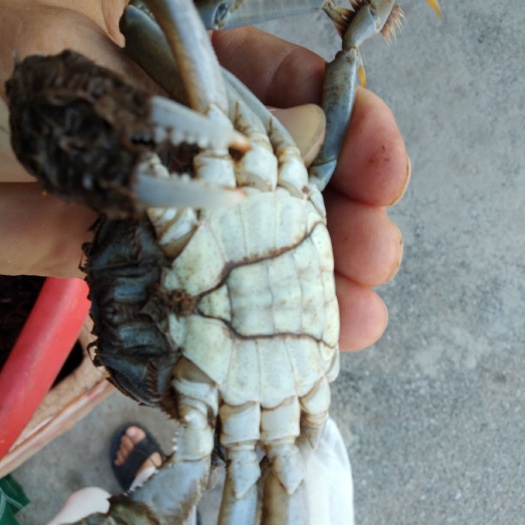 盘山县河蟹苗 辽宁土地肥，盐喊地，日照充足，光照每天8小时，水草丰富，