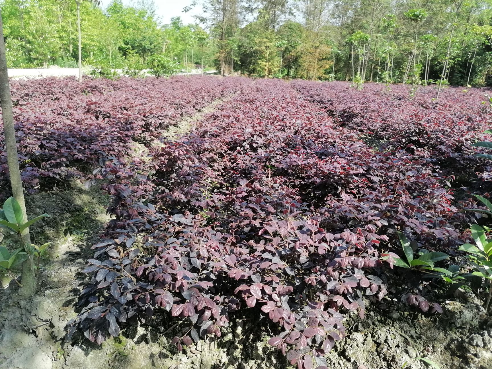 红花继木杯苗地苗基地直销 一手货源 货源充足 量大从优