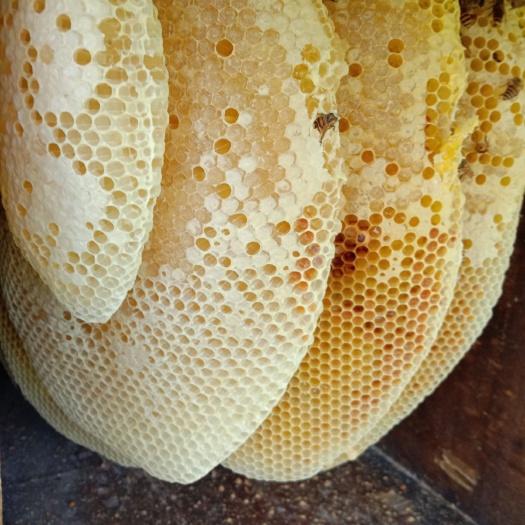 隆林县 代贫困户销售几千斤蜂蜜（原蜜和浓缩蜜都有）