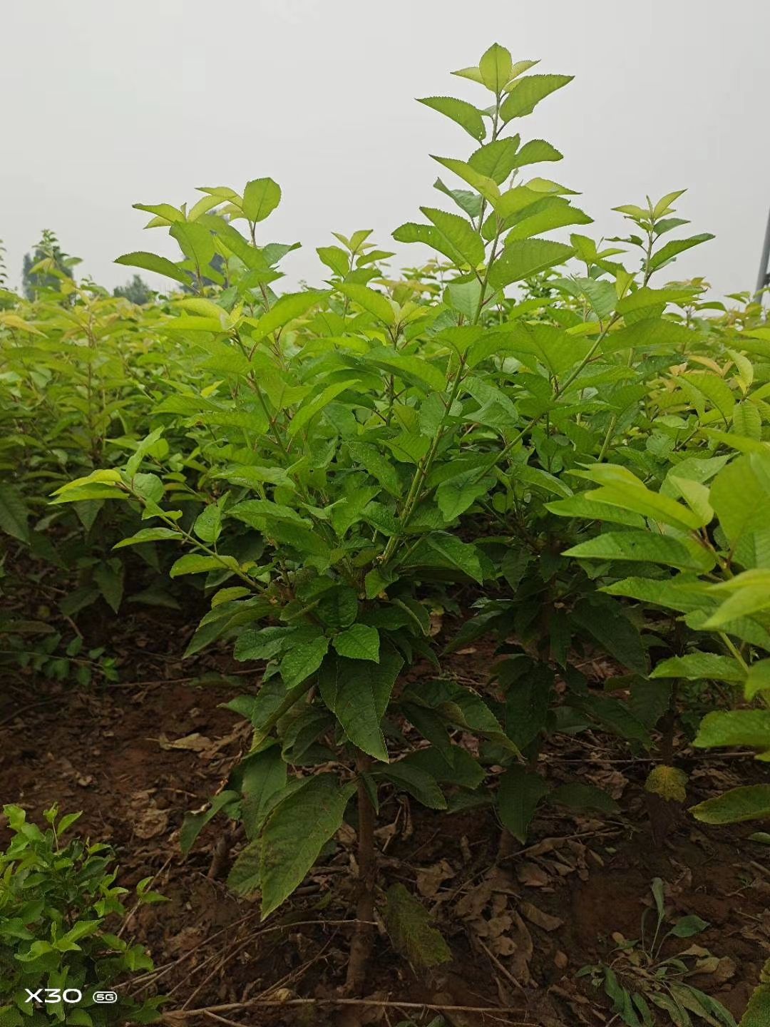 俄罗斯8号樱桃苗  红灯，萨米脱，美早，五十公分带分枝点