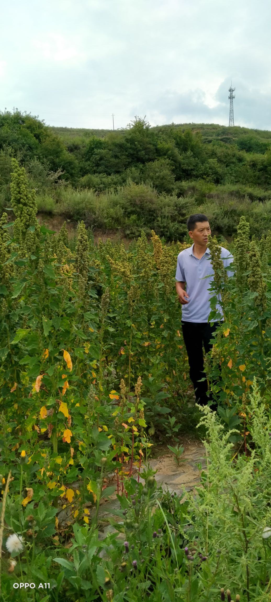 白藜麦  四四湾藜麦