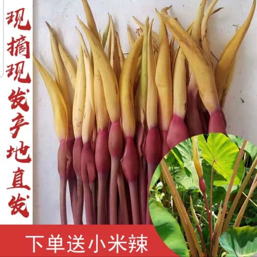 芋荷花 云南特产美味佳菜高山种植芋头花3斤装快递包邮