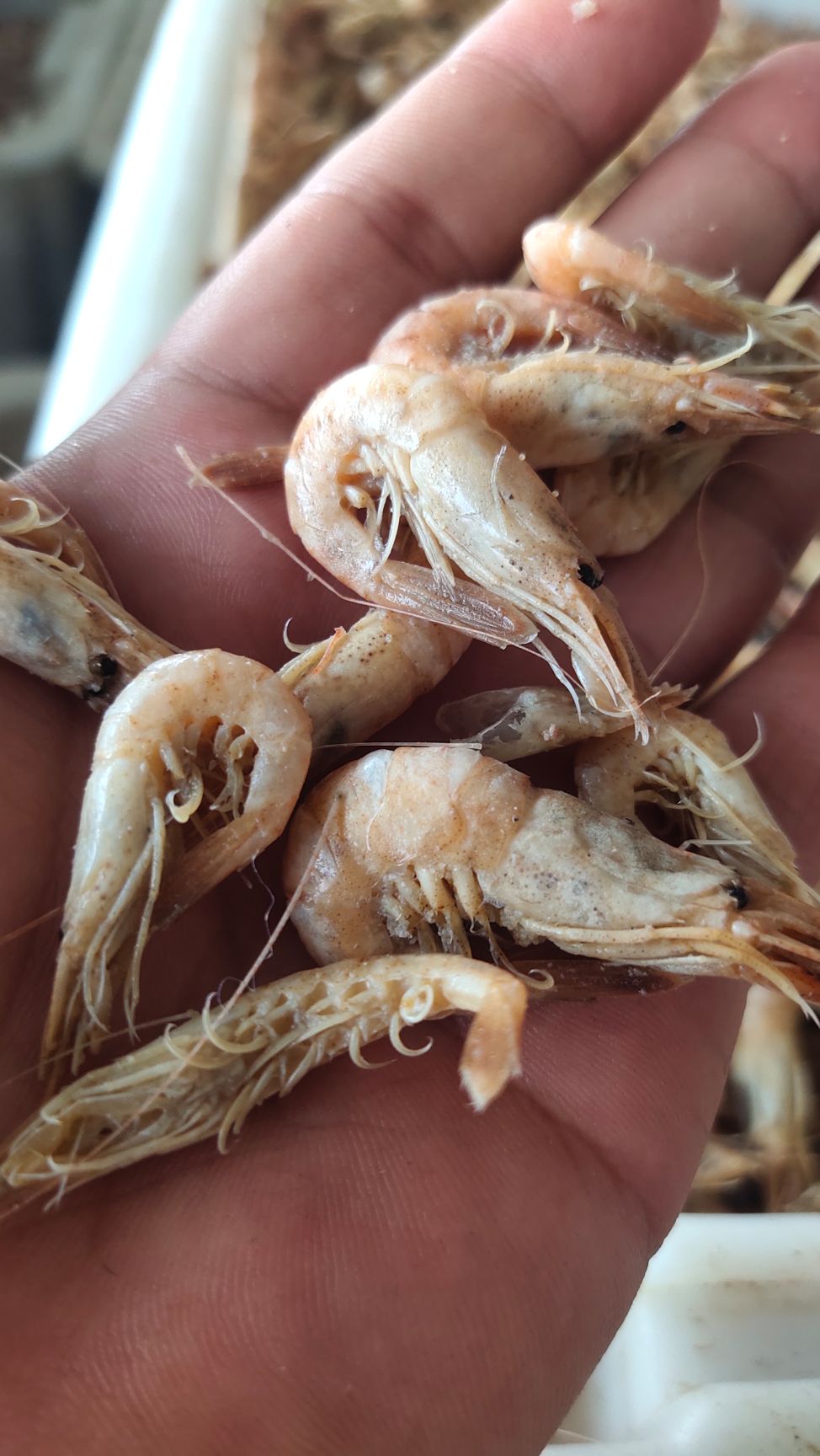 黑壳虾 渤海湾草虾  黑虾灰虾 婆婆虾大量出货中