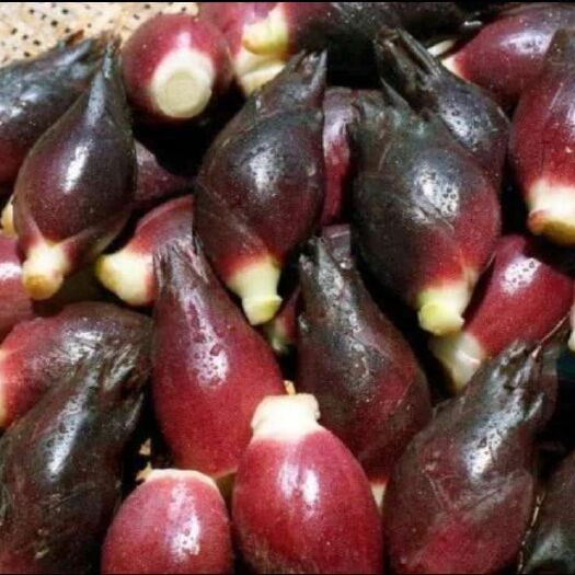 巴中 阳荷 洋火姜  野姜