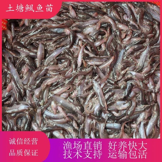 广州 塘鲺鱼苗 本地塘鲺鱼苗 快大种