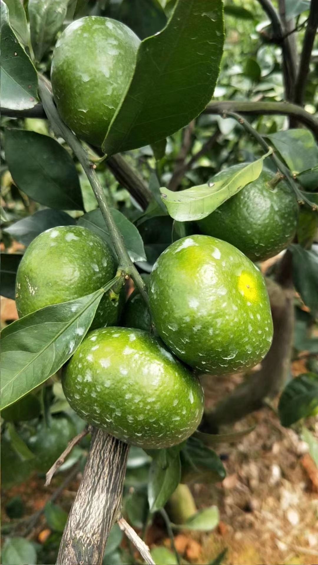 大分四号柑桔苗 湖南千思一年生大分四号柑橘苗 特早熟大分果树苗