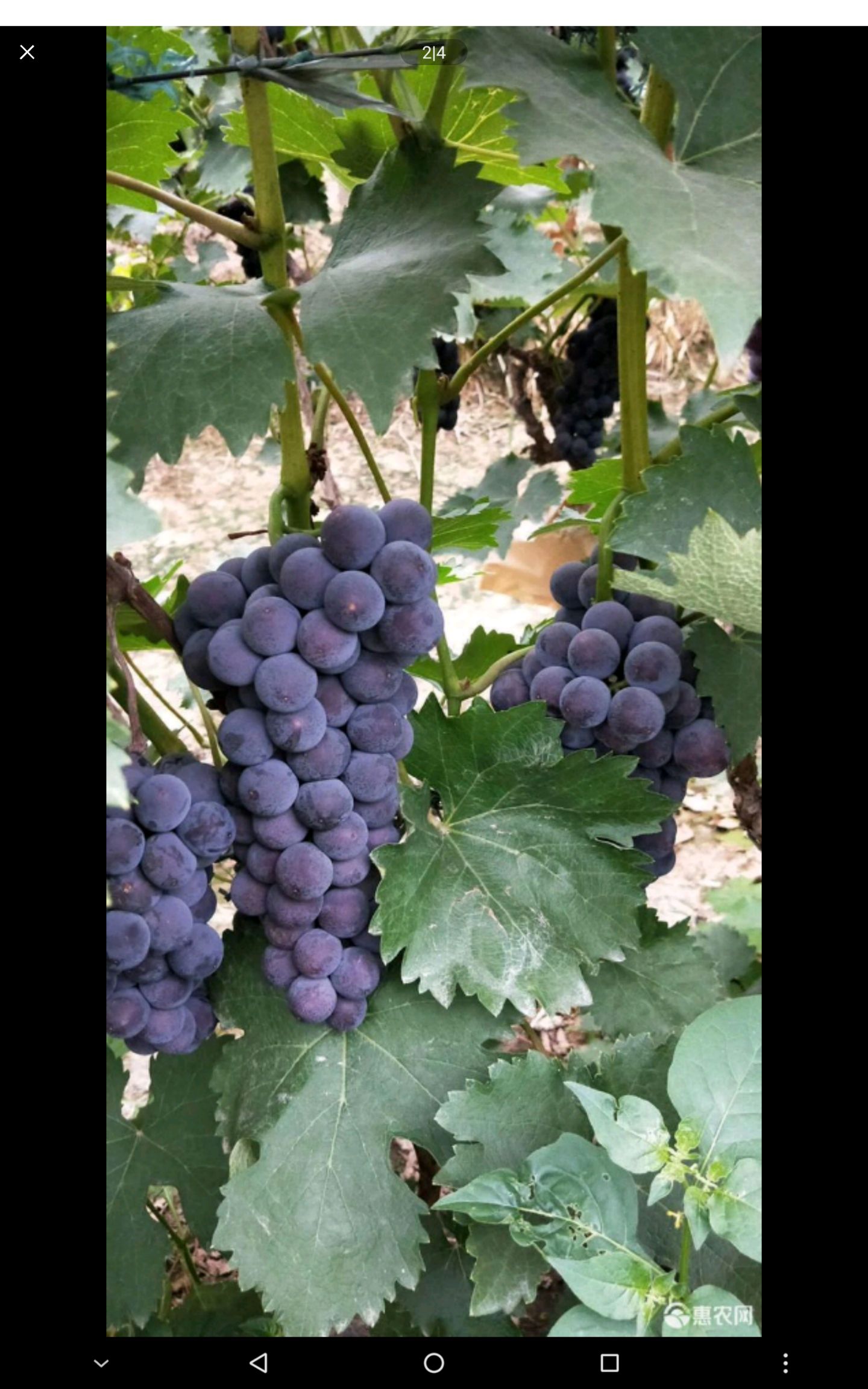  葡萄