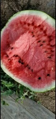 中宁县麒麟西瓜 大棚美都，质量保证甜度高皮毛好，