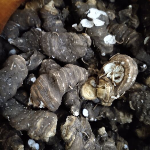 石棉县 华重楼干货大批量上市中，全干，全粉质，个头大，有意在可联系