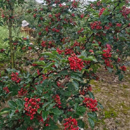 甘谷县 甘谷花椒，自家种植新上市，质量保证