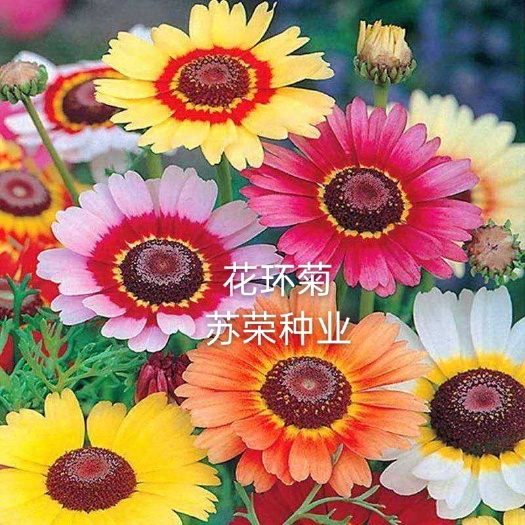 宿迁 花环菊种子 三色菊花种子混色花海花籽花种籽包邮四季易活耐寒