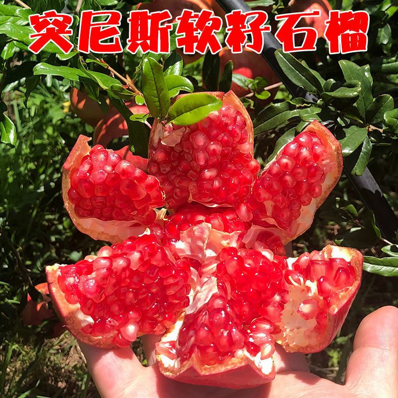  四川会理突尼斯软籽石榴电商代发一级果，保鲜网套包装，包售后