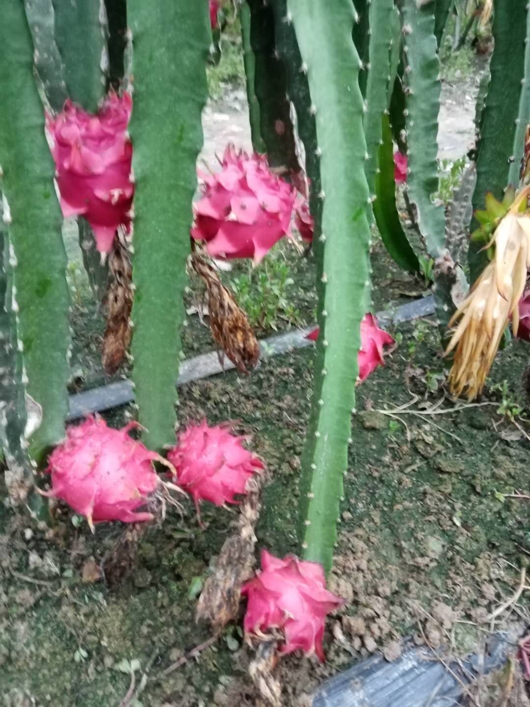  蜜宝红芯火龙果，自家种植滴！