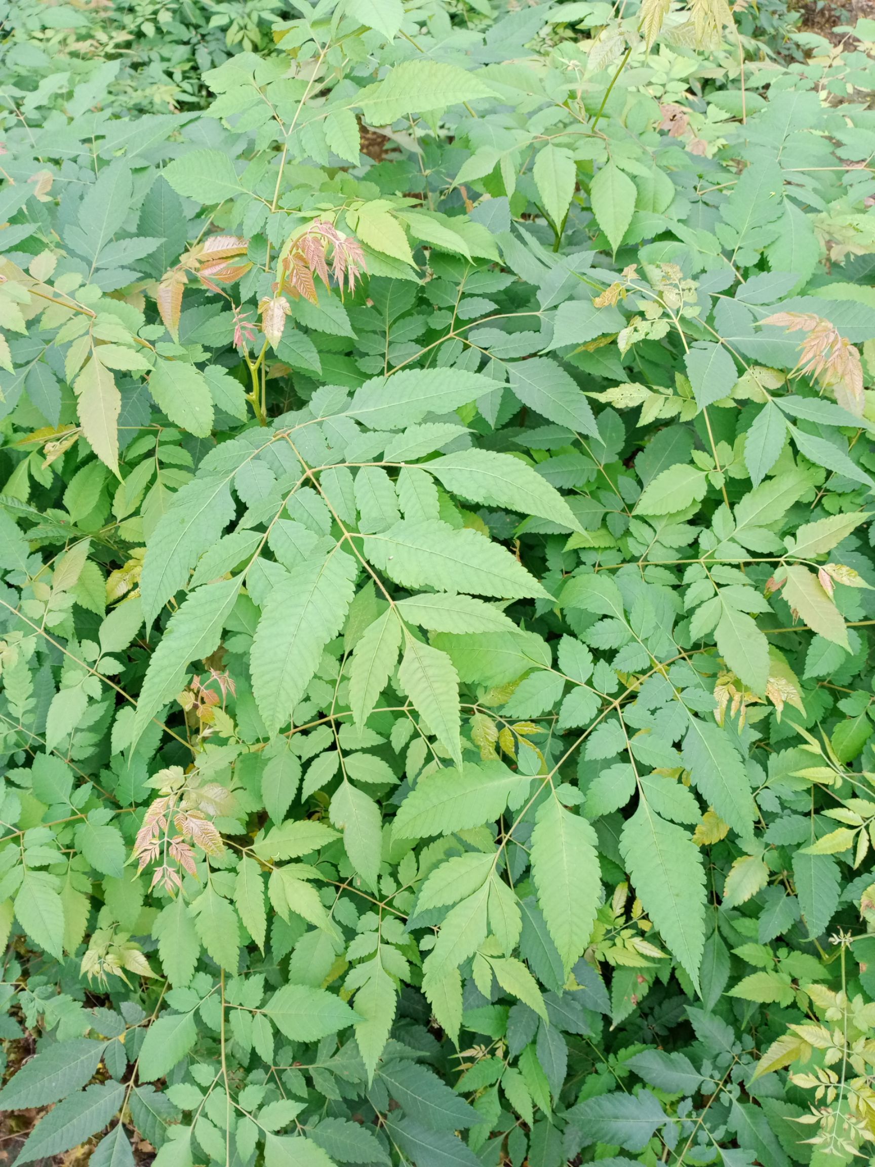 南栾  出售栾树苗20万棵，50公分～1米高，需要请联系，价格详谈