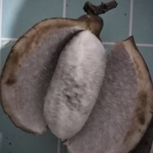 安顺八月瓜 贵州省安顺市西秀区 麻黄