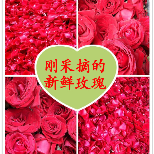 弥勒市塑料打包袋 现货新花瓣云南玫瑰花100g/袋天然干玫瑰花瓣批发泡澡