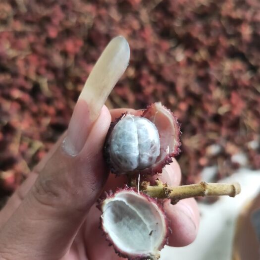 龙州县 现摘春砂仁