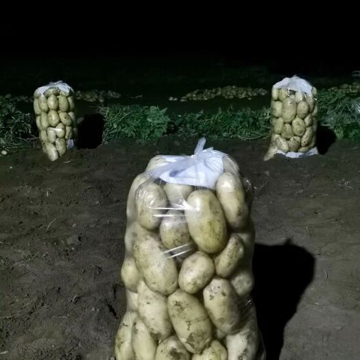 义乌市黄心土豆 专业批发