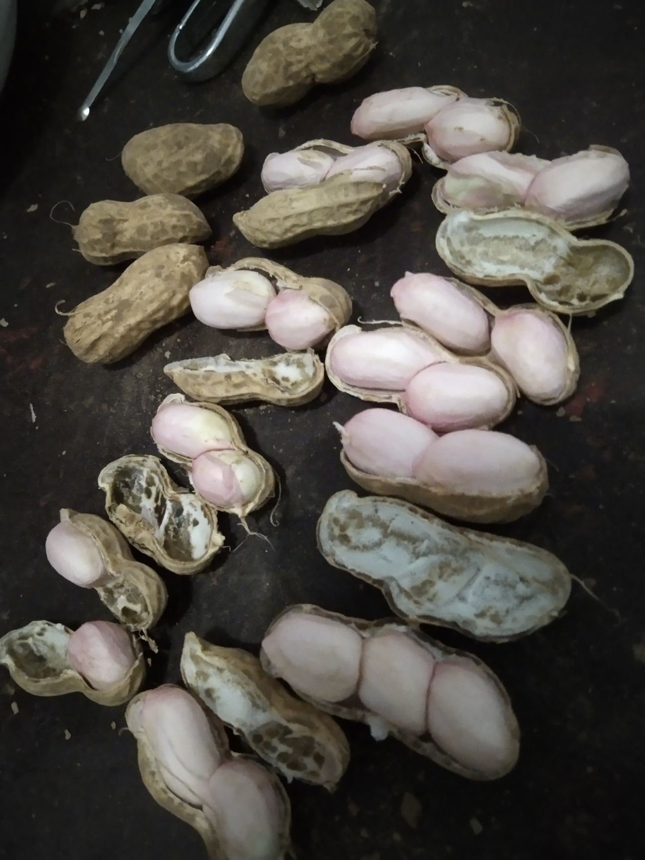 鲁花系列 新鲜鲁花，颗粒饱满，