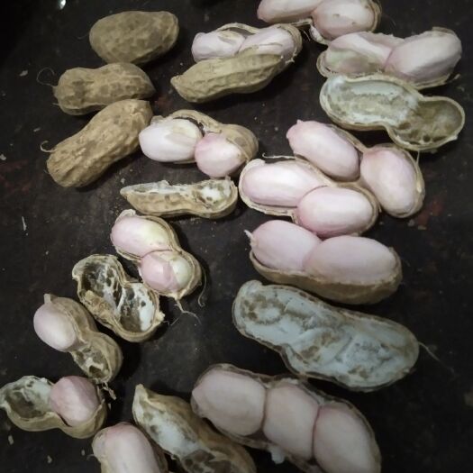 商丘鲁花系列 新鲜鲁花，颗粒饱满，