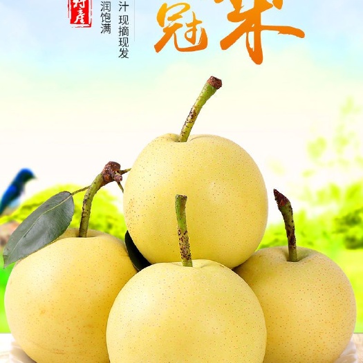聊城 皇冠梨丰水梨待上市