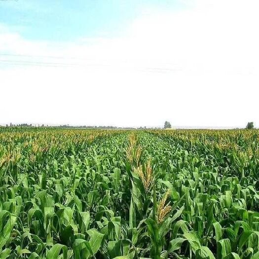 乌鲁木齐青储草 60亩地青储出售