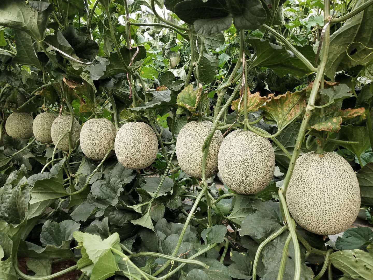 精品网纹甜瓜,鲁厚甜,美华