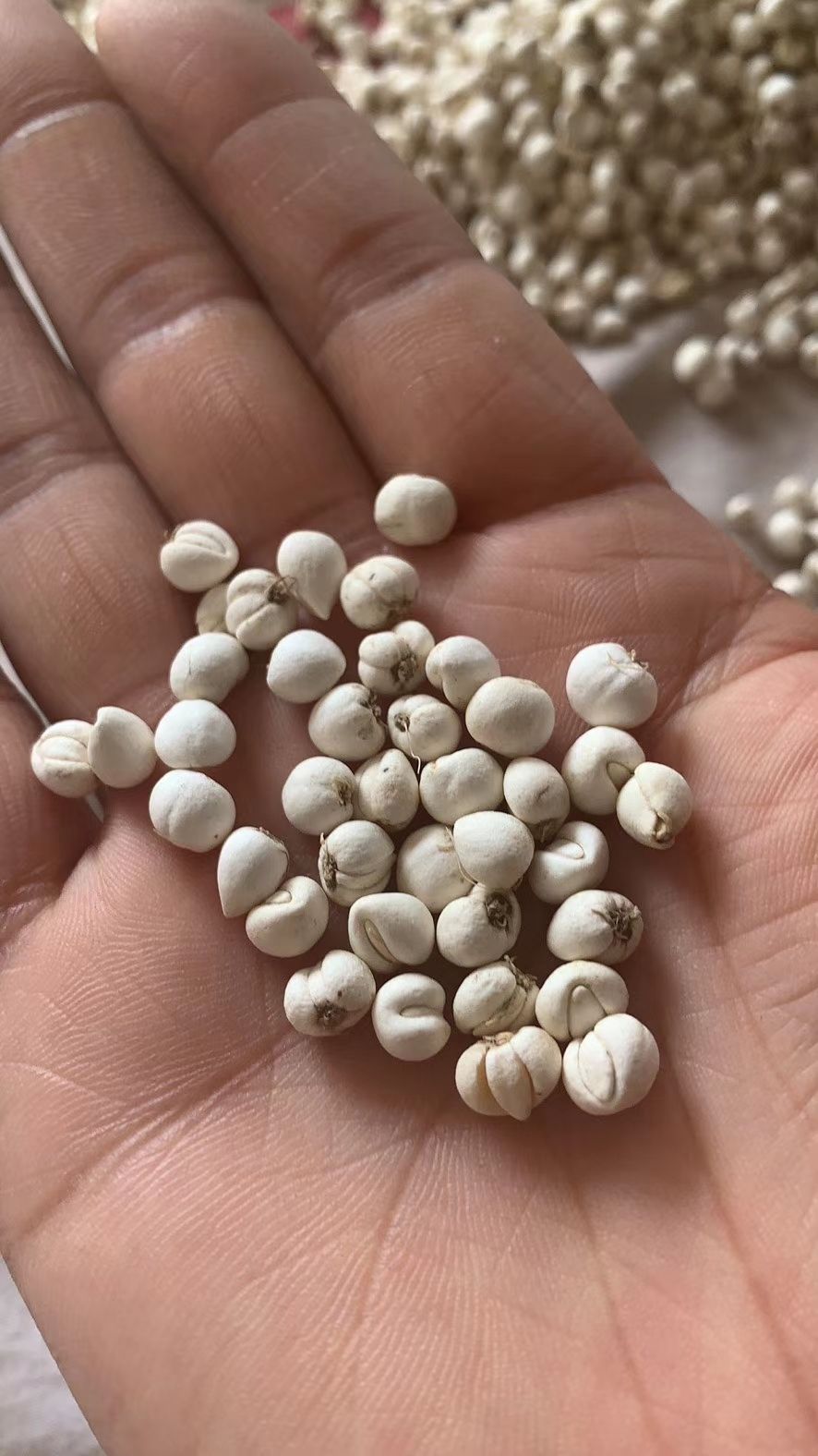 川贝母    川松贝 小松贝 松贝 四川高原