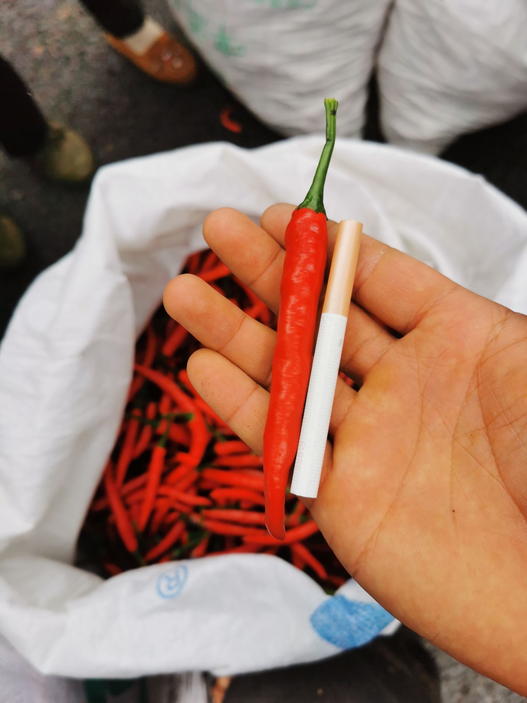 艳椒408 诚信第一，卖货第二。