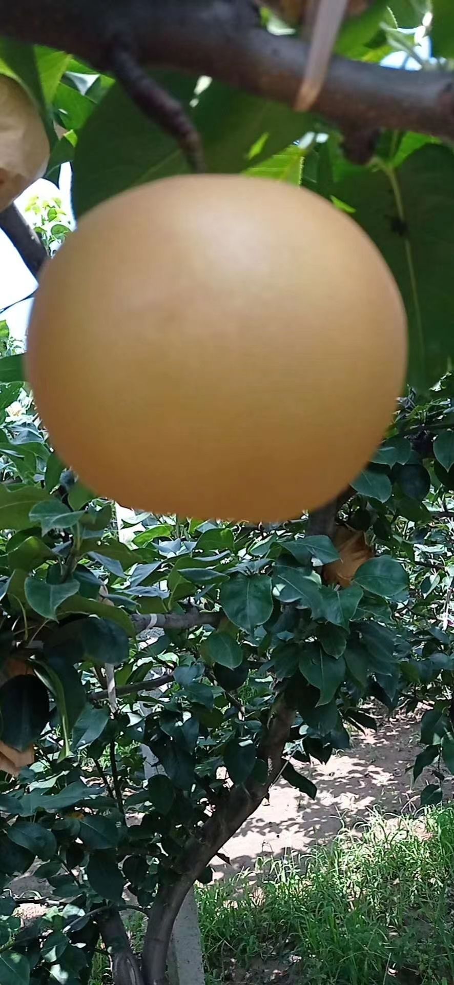 秋月梨 秋月大量好吃不贵