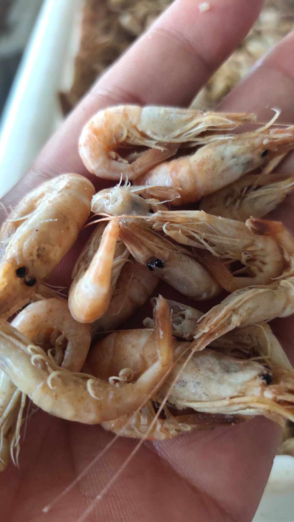 黑壳虾 渤海湾草虾  黑虾灰虾 婆婆虾大量出货中