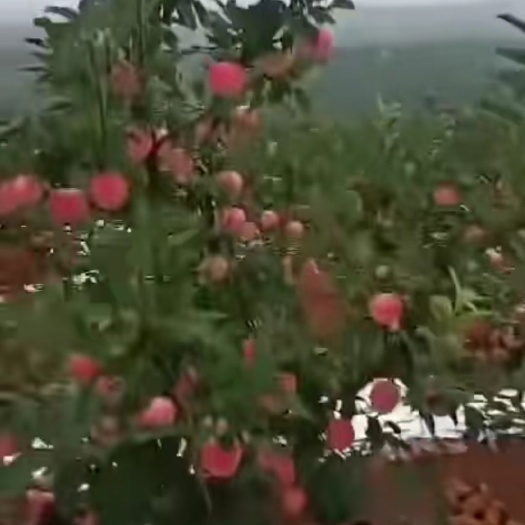 绥中县嘎啦苹果