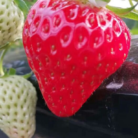 沂水县 草莓苗盆栽四季结果奶油草莓南北方大棚种植食用