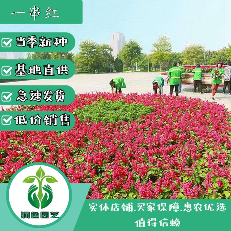 武汉一串红种子  产地直供一串红爆仗红象牙红种子用于盆栽绿化花卉布景公园花带