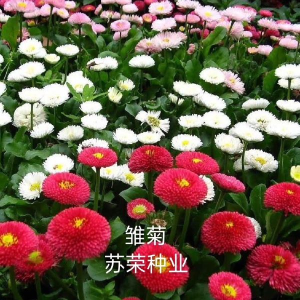  雏菊种子四季开花易活小雏菊花种籽植物矮杆花海花卉种子