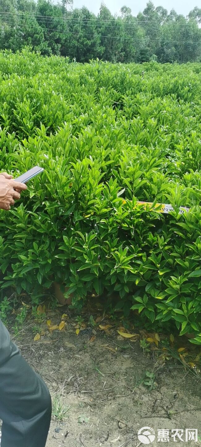 非洲茉莉