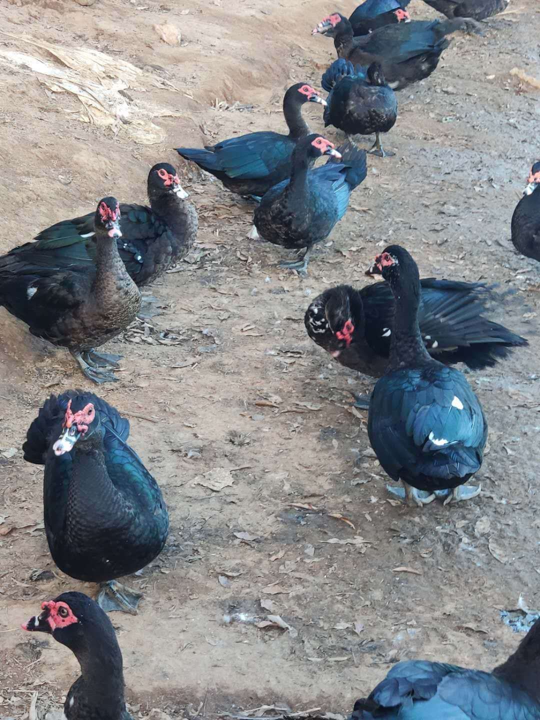 番鸭  白条鸭白条鹅