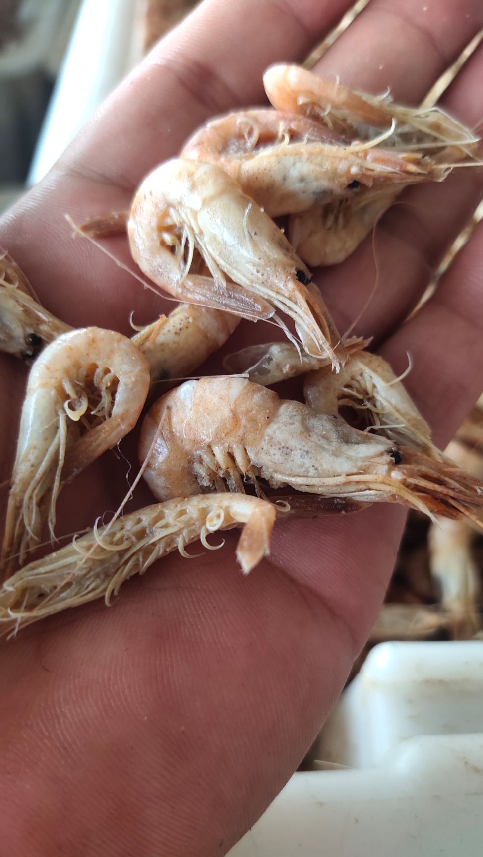 黑壳虾 渤海湾草虾  黑虾灰虾 婆婆虾大量出货中