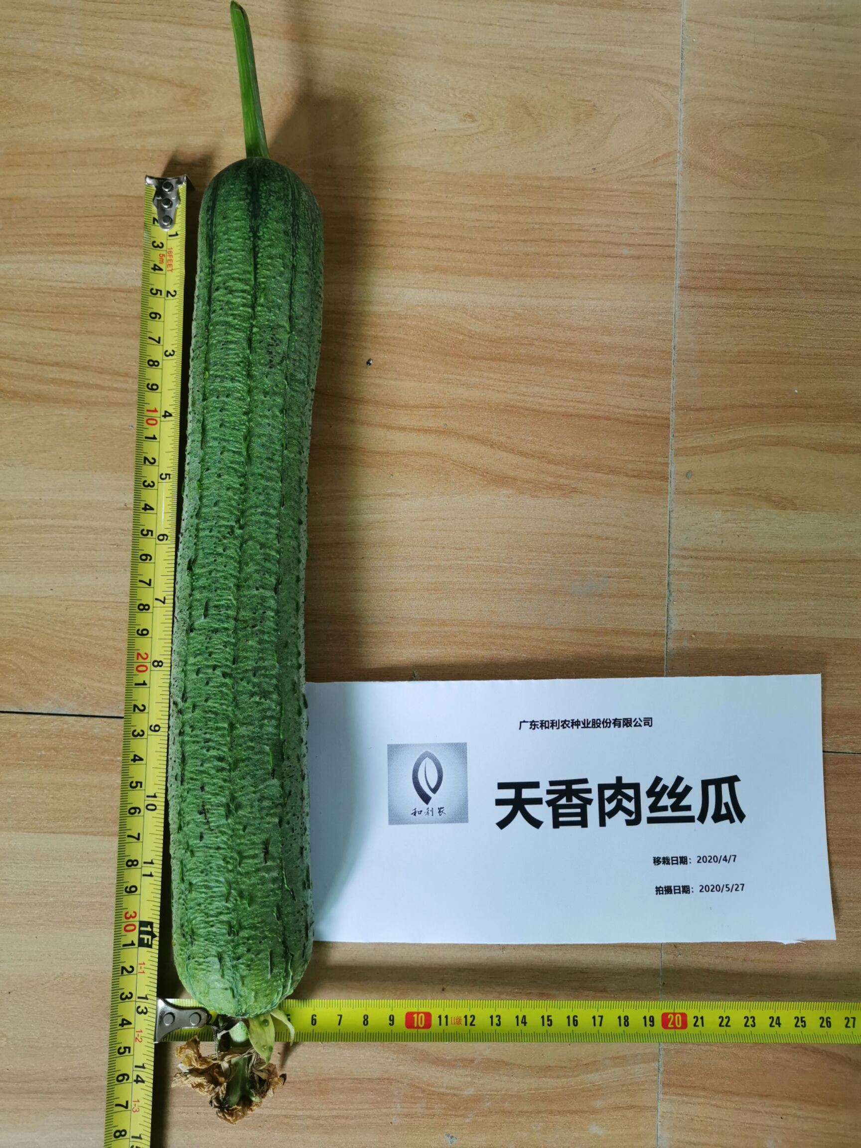 天香肉丝瓜种子  中早熟 较耐热 喜肥 喜湿 挂果率高