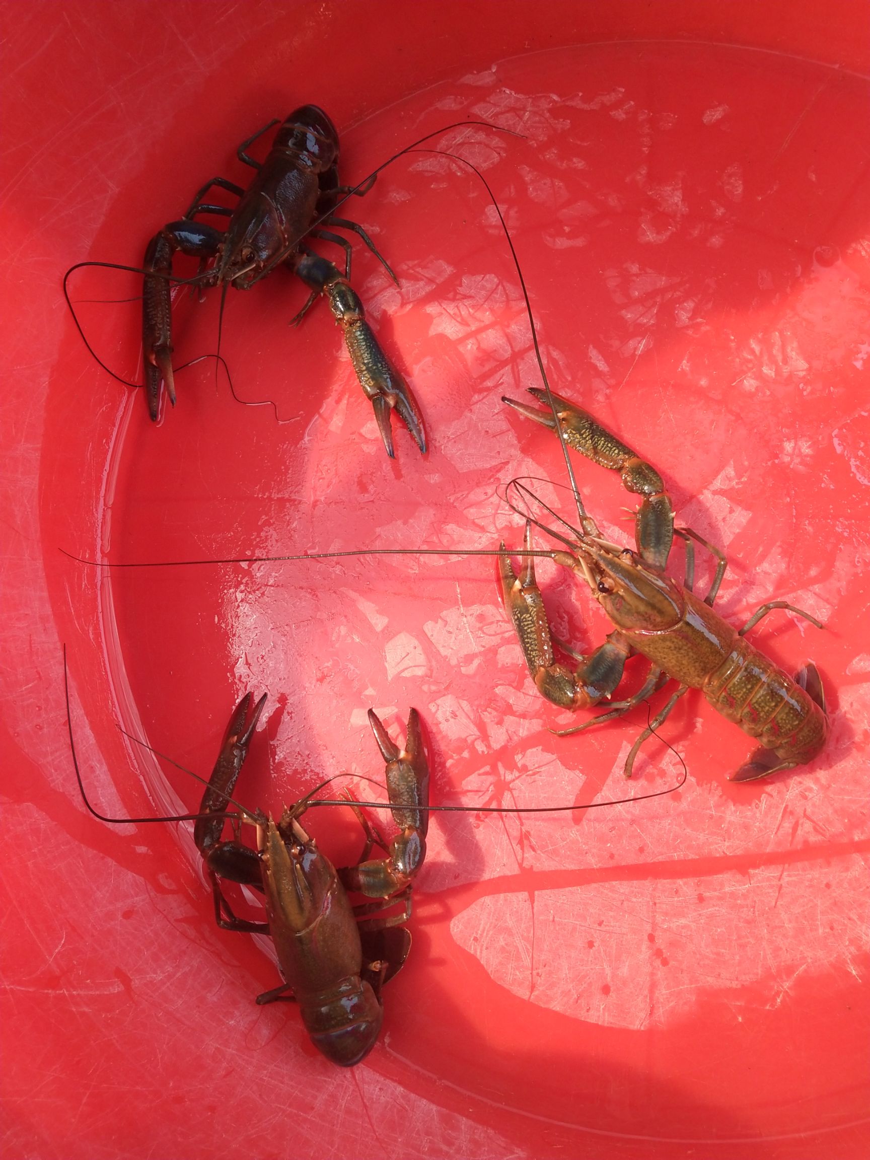 澳洲淡水小龙虾 100g