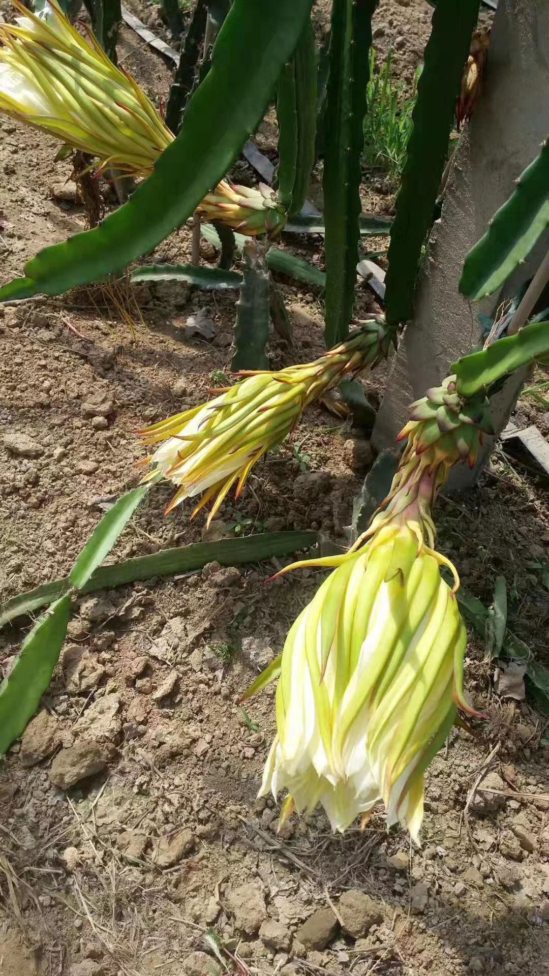  蜜宝红芯火龙果，自家种植滴！