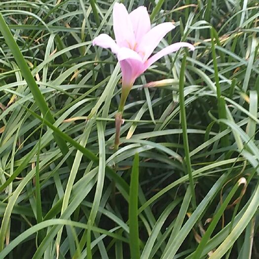 常州韭兰，韭莲，风雨花