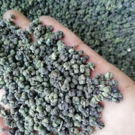 罗城县 吴茱萸中花统货2020新产