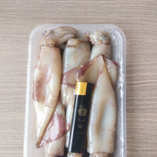  精品小鱿鱼