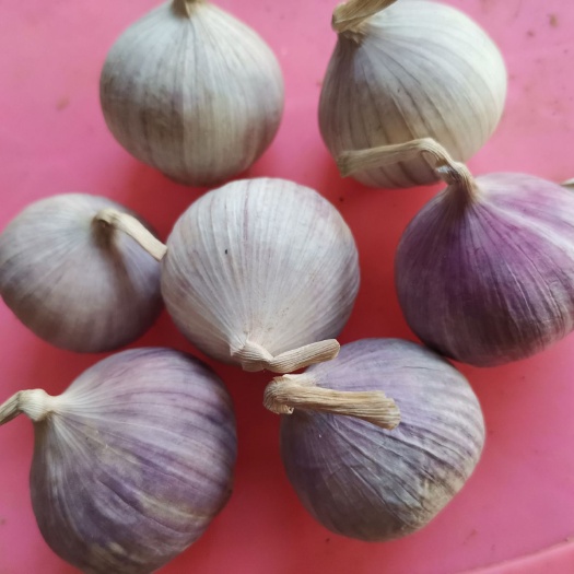 河南优质独头蒜