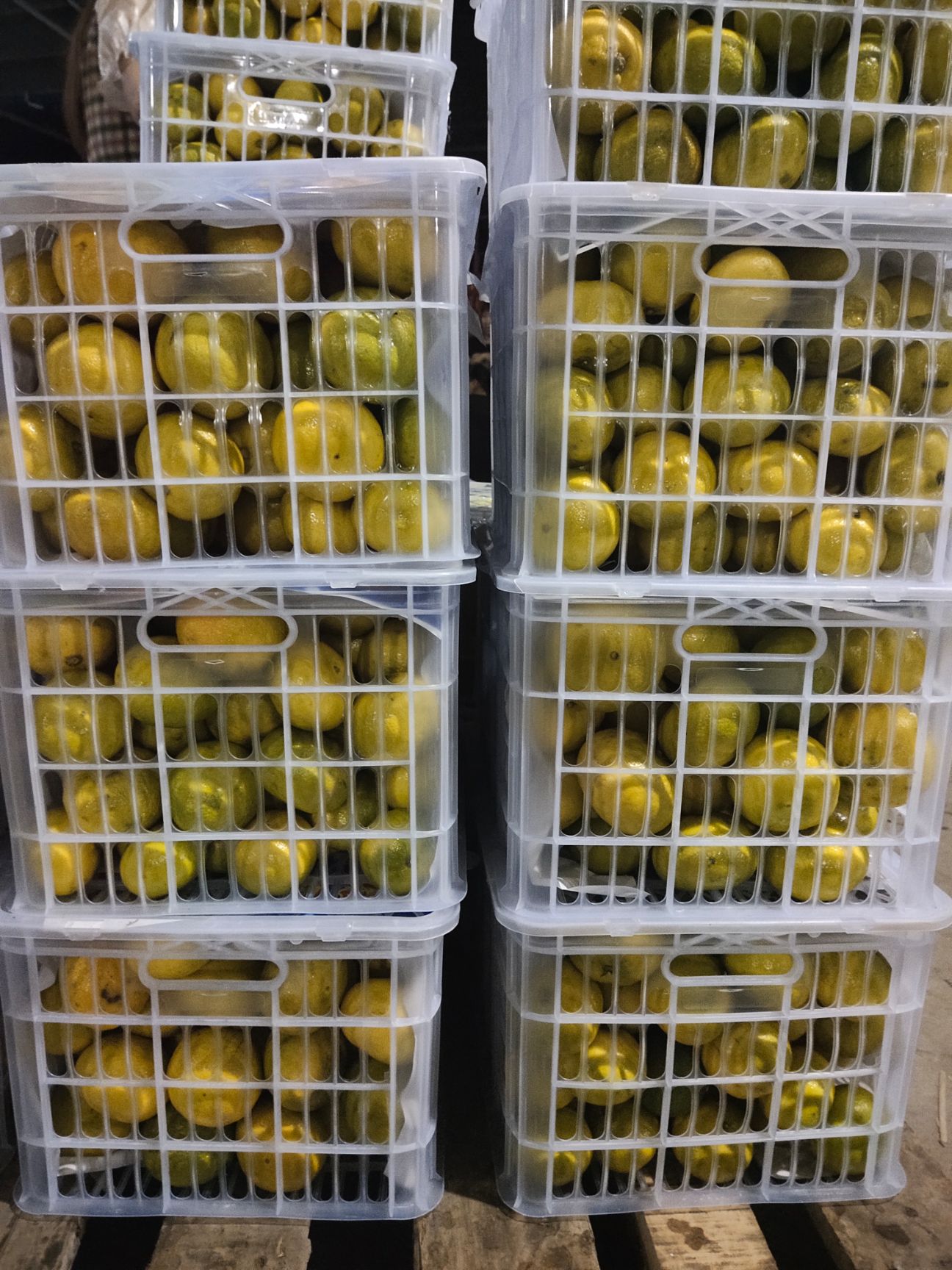 宜昌蜜桔  橘子   山地柑橘