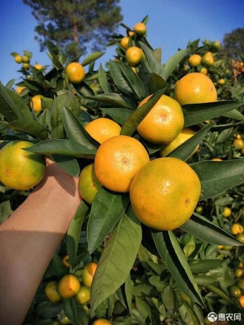 宜昌蜜桔  宜昌特早蜜橘