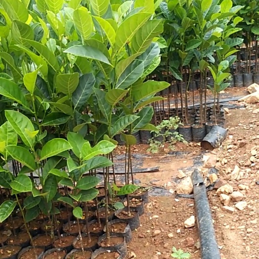 白沙县 现货菠萝蜜苗、基地直销、以质为本、长期供货、合作共赢。